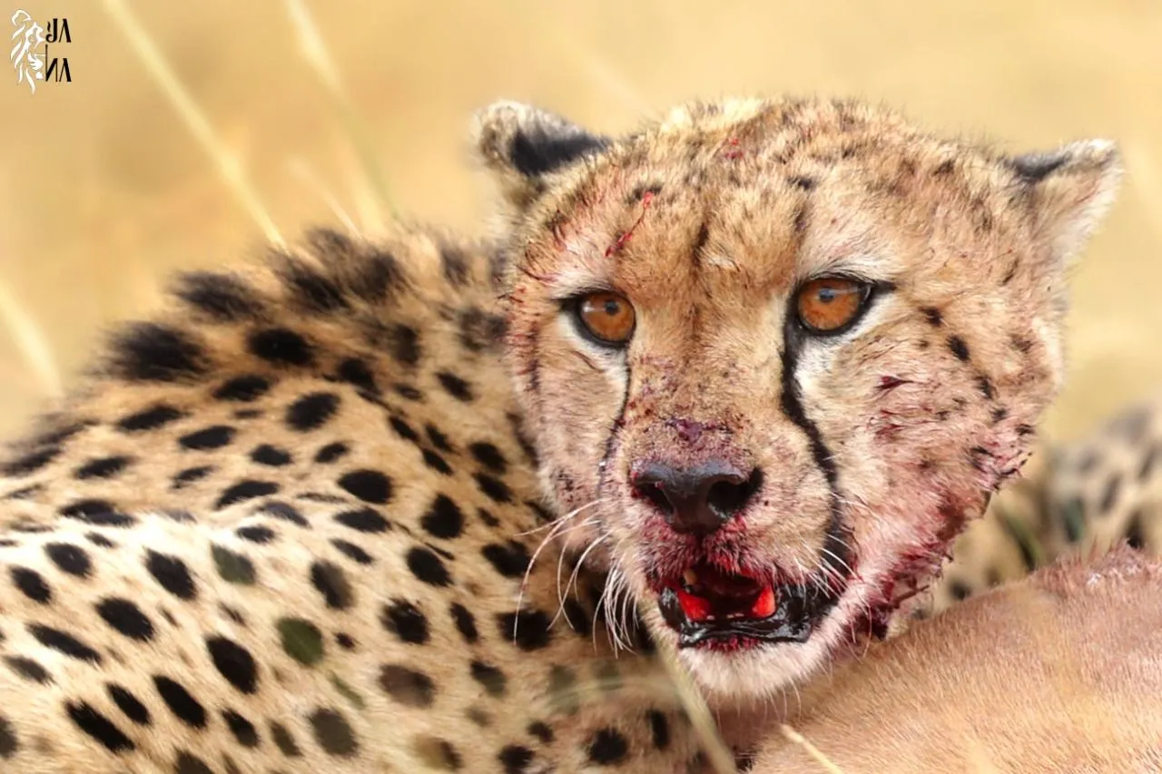 Cheetah with cub after hunt