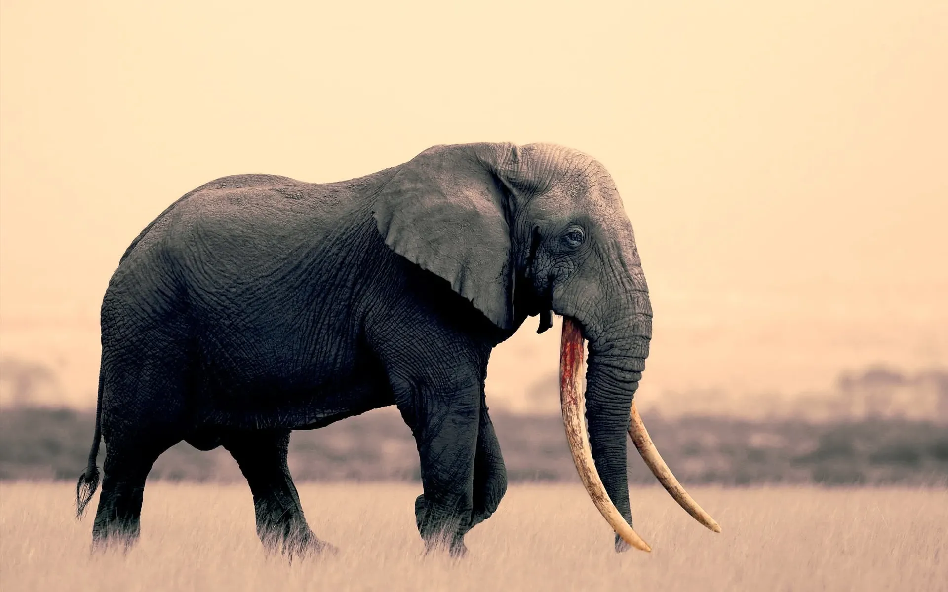 Great tusker elephant