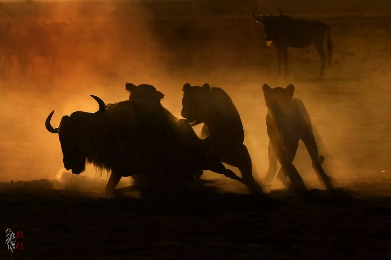 Lions bringing down a buffalo