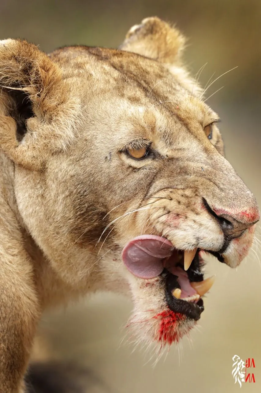 Lioness snarling close-up