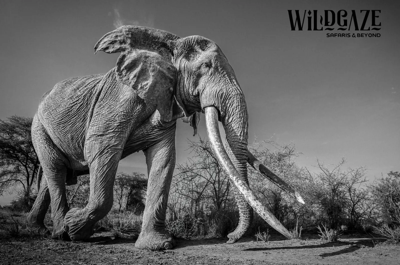 Elephant in black and white