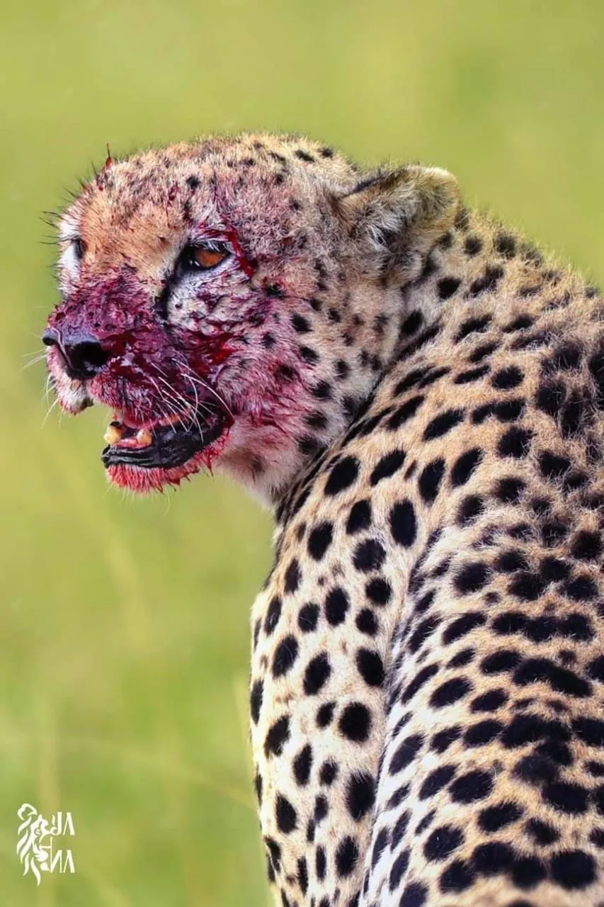 Cheetah with blood-marked face