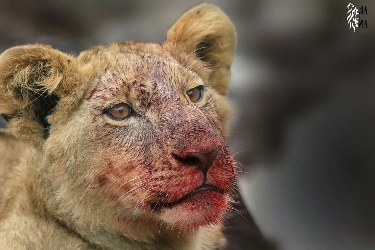 Lioness after the hunt