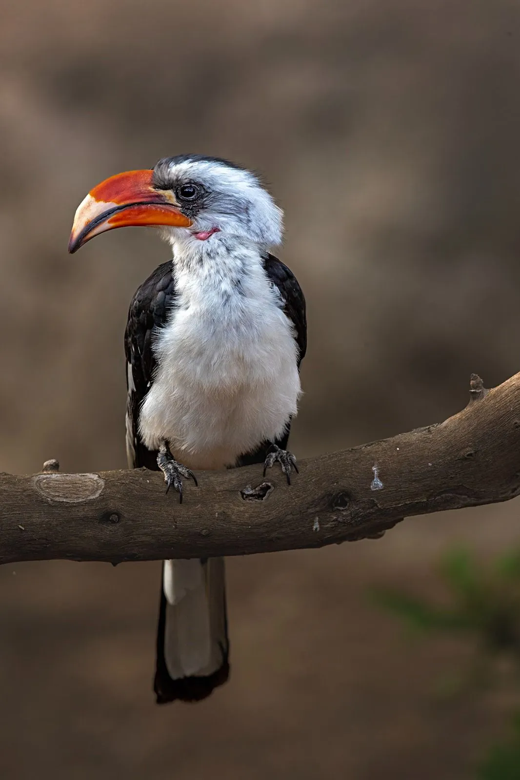 Red-billed hornbill portrait
