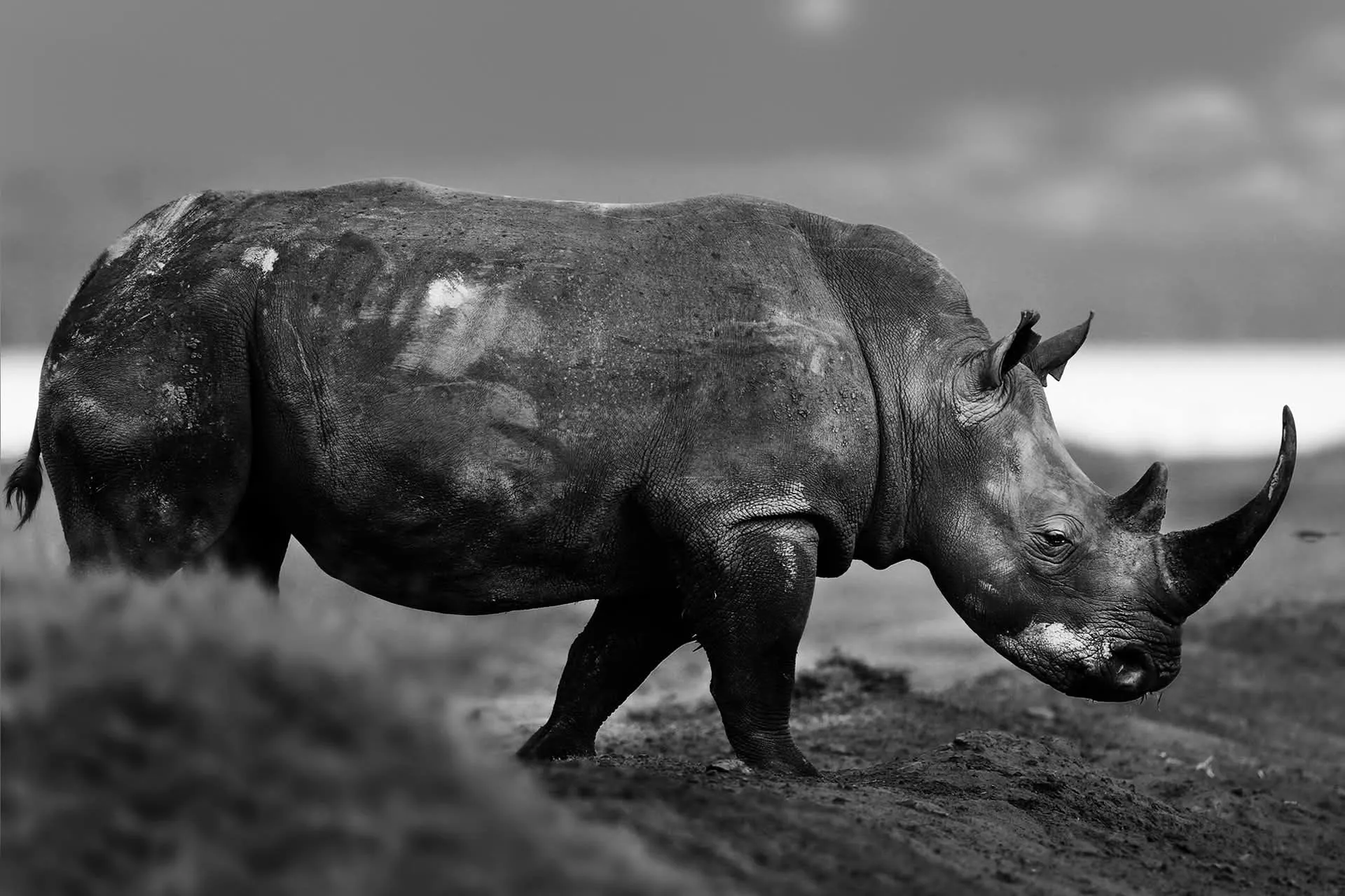 Rhino in black and white