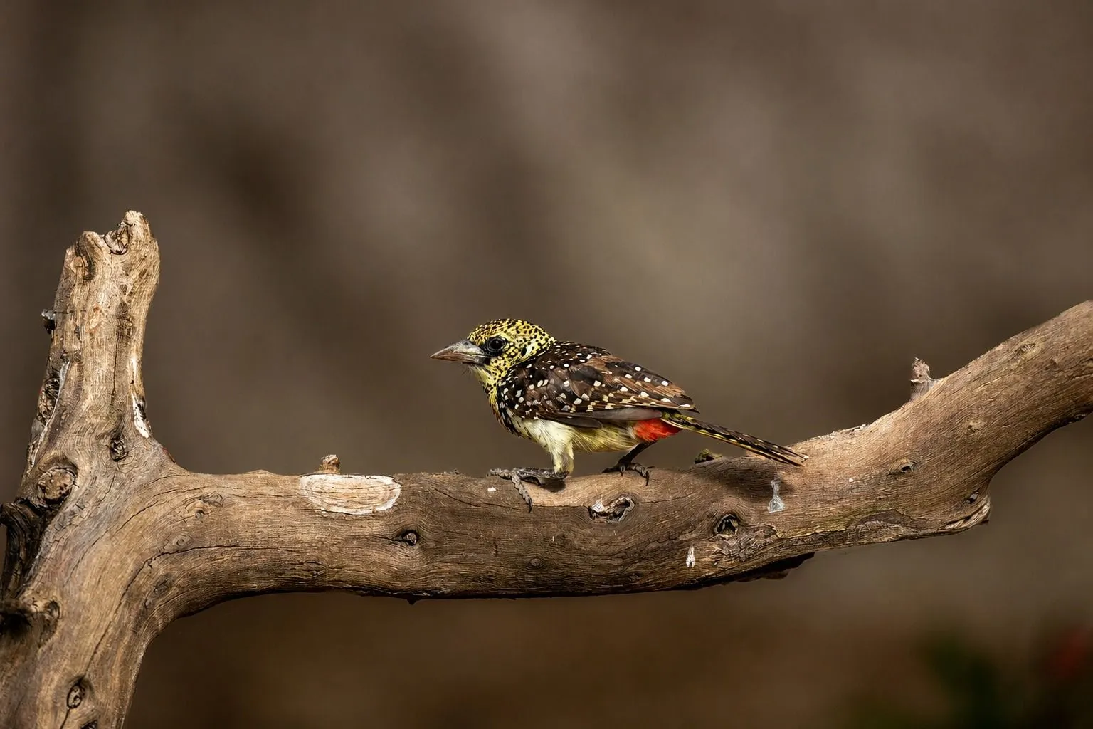 Barbet bird in profile