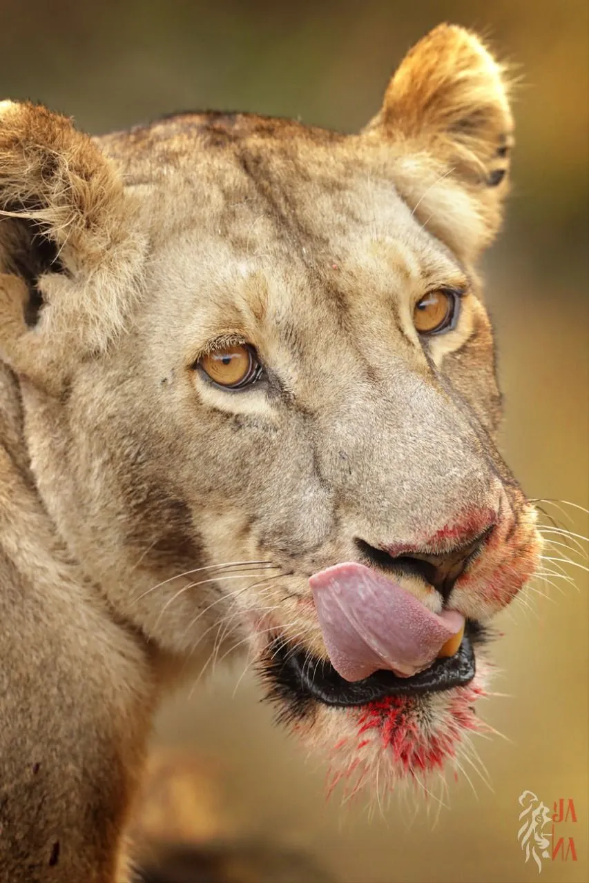 Lioness in close-up