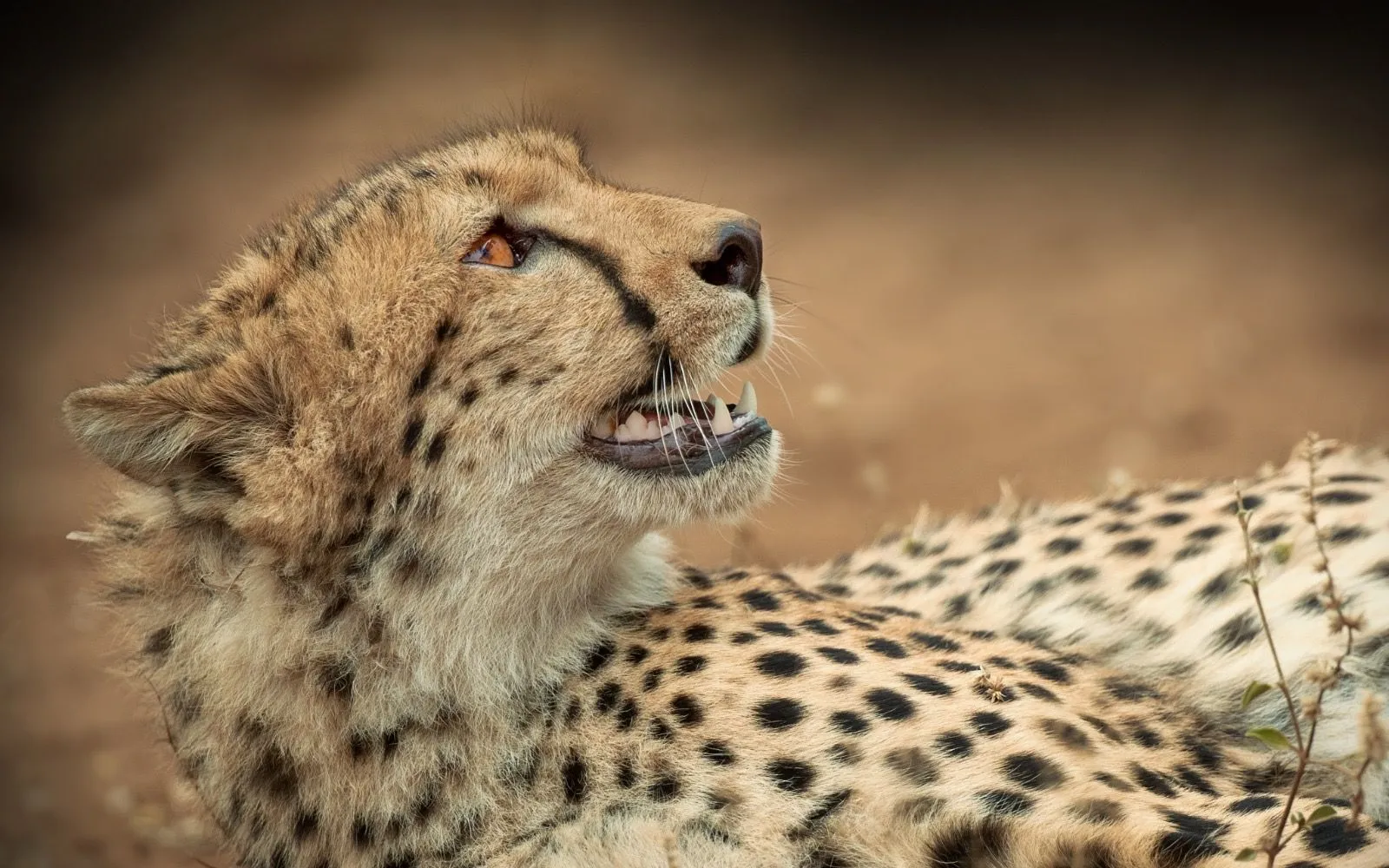 Cheetah lying in profile