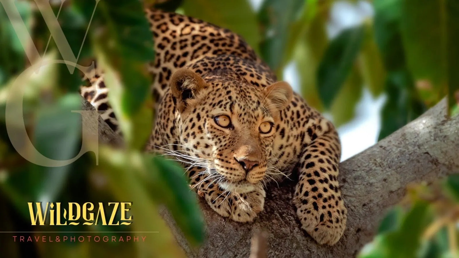 Leopard resting on a branch