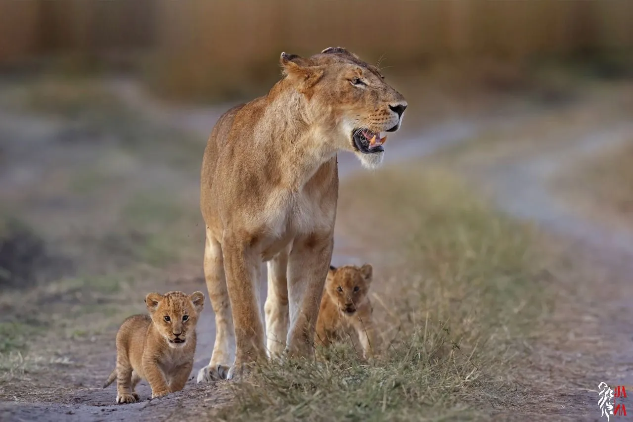 Lioness with cubs on dirt path