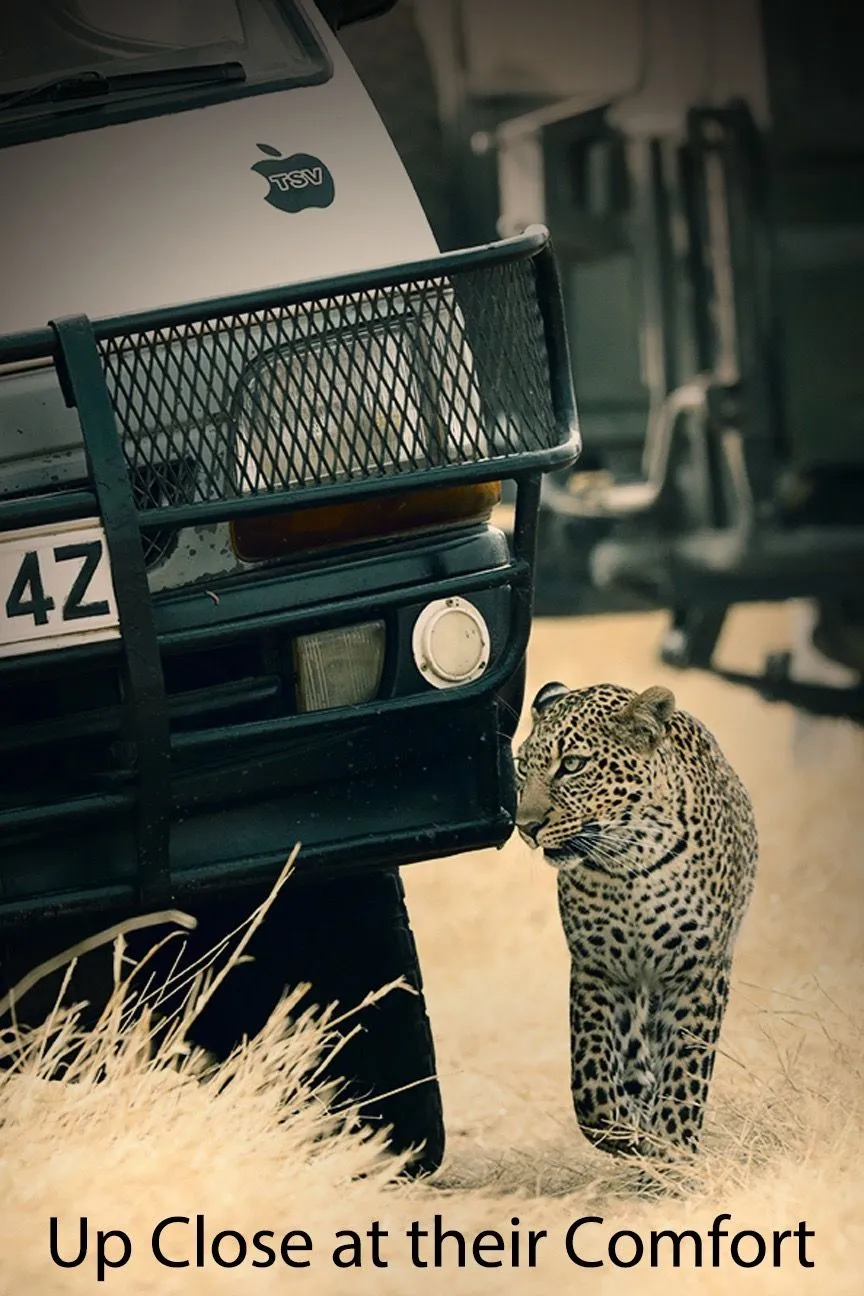 Leopard passing a safari vehicle