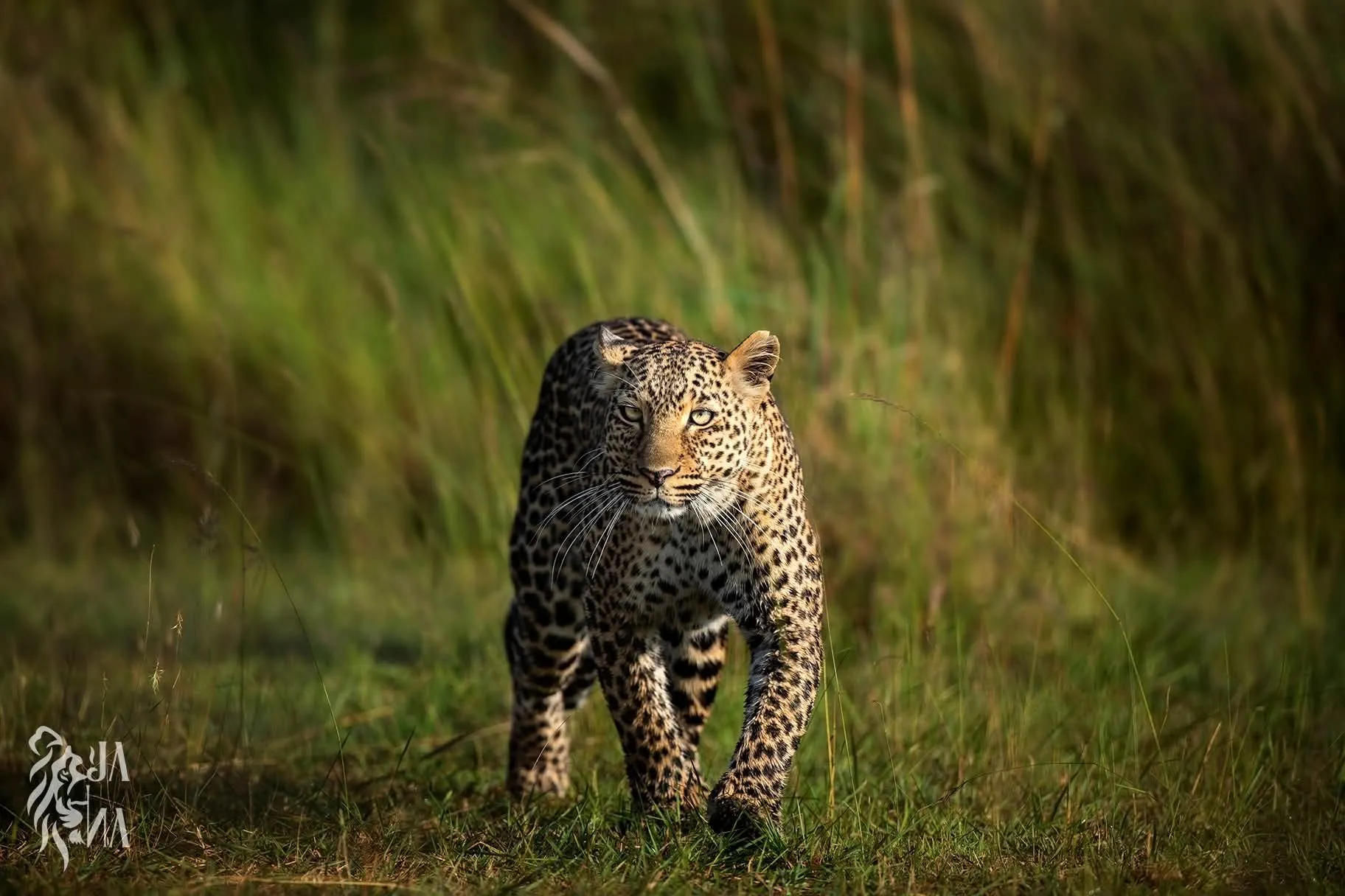 Leopard through the grass