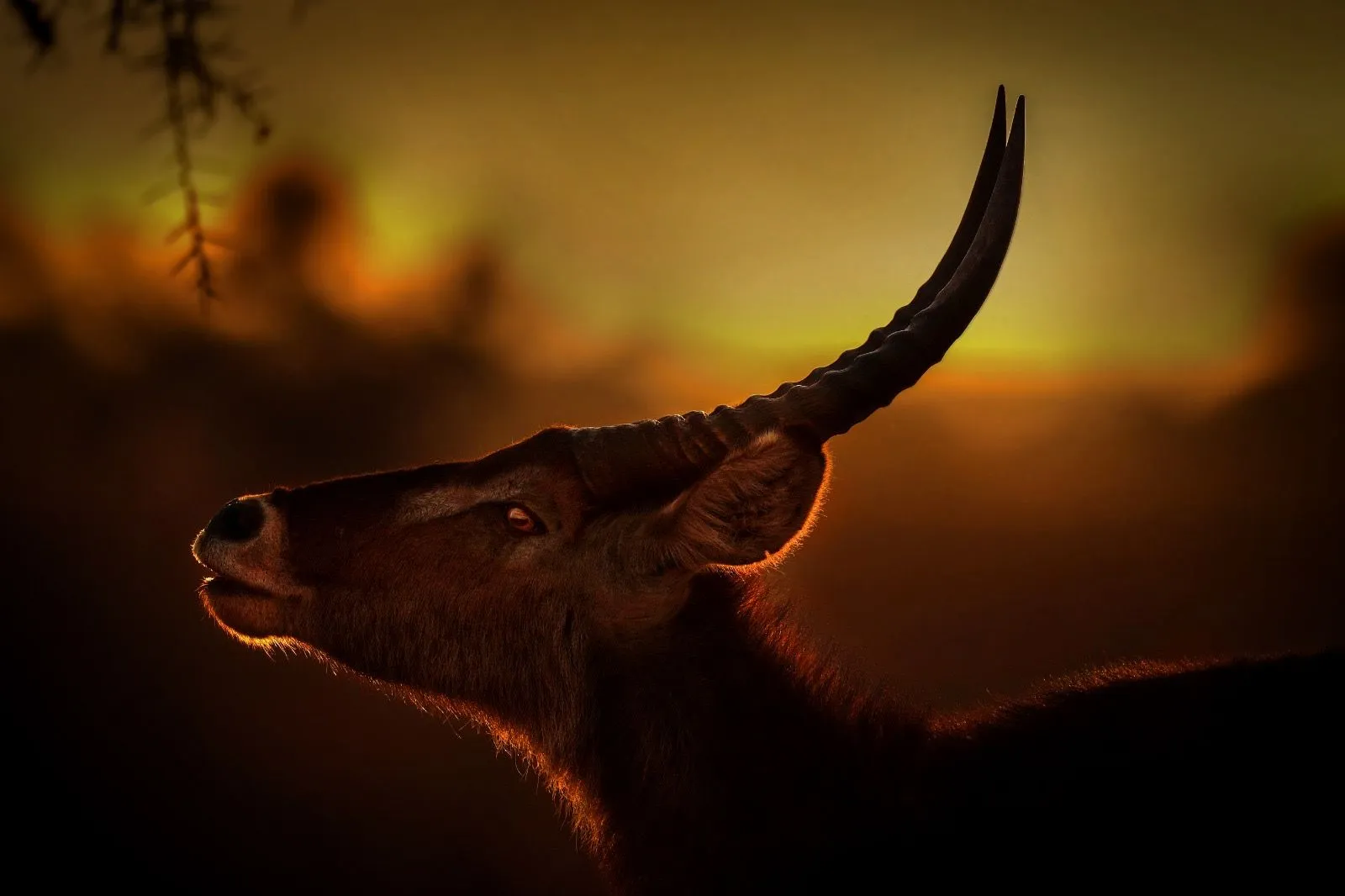 Kudu at golden hour