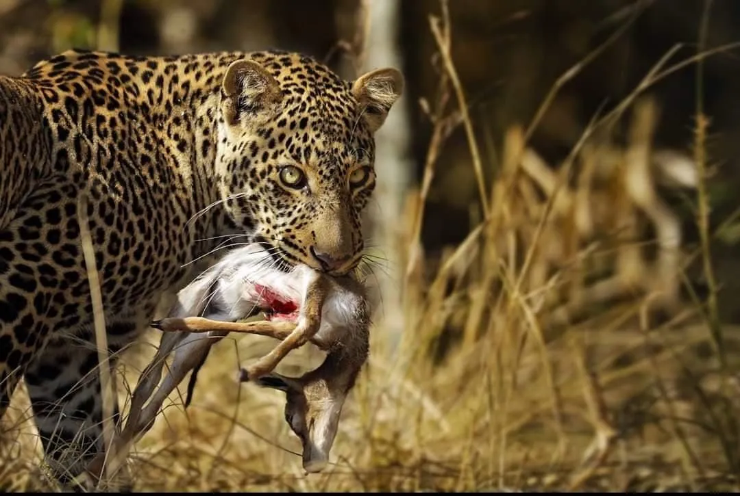 Leopard carrying its kill