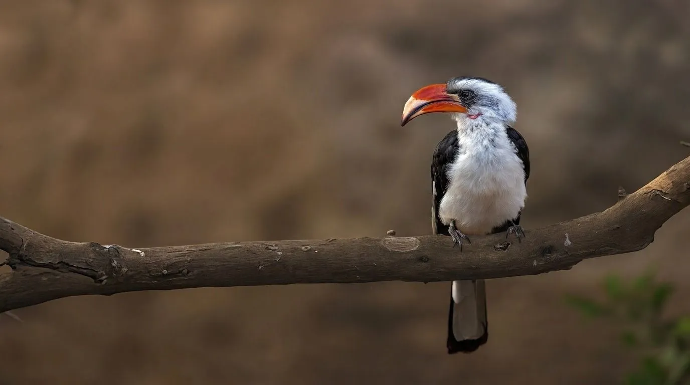 Red-billed hornbill perched