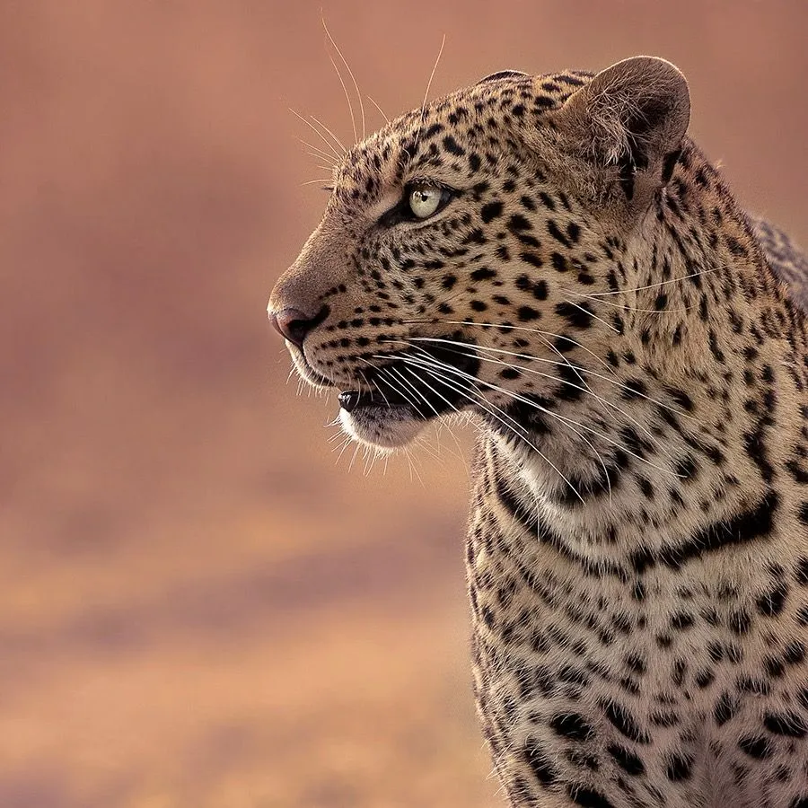 Leopard head in profile